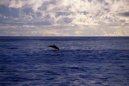 Animals;-Comoros-Archipelago;-Dolphin;-France;-Indian-Ocean;-Jump;-Kaleidos;-Kaleidos-images;-La-parole-à-limage;-Laurent-Abad;-Marine-life;-Marine-mammal;-Mayotte;-Sea;-Stories-Pictures